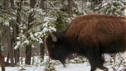 Ein Bison in verschneite Landschaft.  