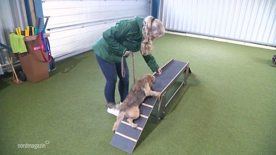 Ein Hund beim Training bei Hunde-Expertin Stefanie Schlandt.  