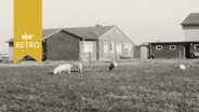 Ein Musterbauernhof "Emslandhof" 1964  