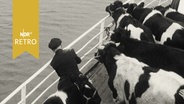 Kühe blicken von einer Fähre aus auf die See (1964)  