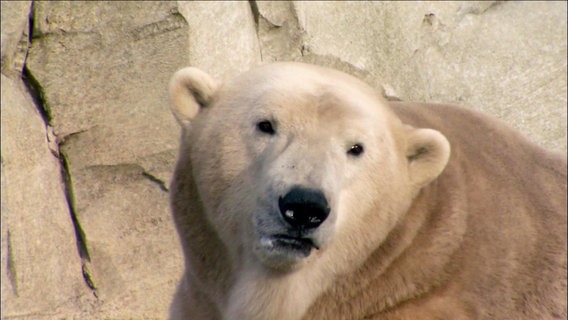 Ein Eisbär © NDR 