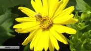 Großaufnahme einer gelben Blüte, auf der eine Biene sitzt.  