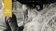 Tierpfleger befüllt Futterkrippe für Dammwild im Tiergarten Hannover 1965  