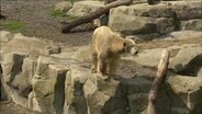 Ein Eisbär steht am Rande seine Auslaufgeheges und schaut in den Wassergraben. © screenshot 