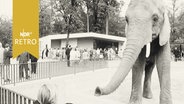 Elefant streckt seinen Rüssel in Richtung einer kleinen Zoobesucherin, die ihn füttert (Zoo Hanover 1964)  