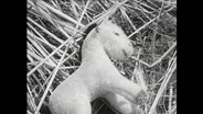 Ein Kuscheltier liegt im Gras.  