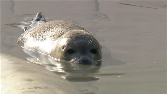 Eine Robbe liegt im Wasser. © NDR 