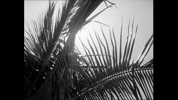 Ein Palmenblatt im Gegenlicht der Sonne (Archivbild).  