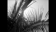 Ein Palmenblatt im Gegenlicht der Sonne (Archivbild).  