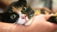 Eine Katze liegt im Arm eines Menschen. © NDR 