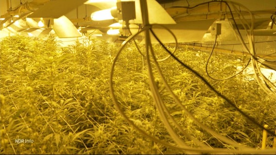 Eine Marihuana-Plantage welche in einem Fitnessstudio in Bleckede entdeckt wurde.  