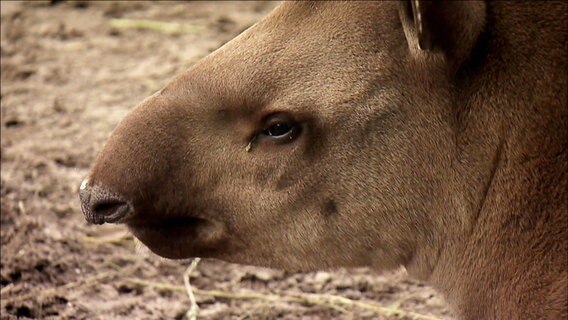 Tapirmädchen "Xingha" © NDR 