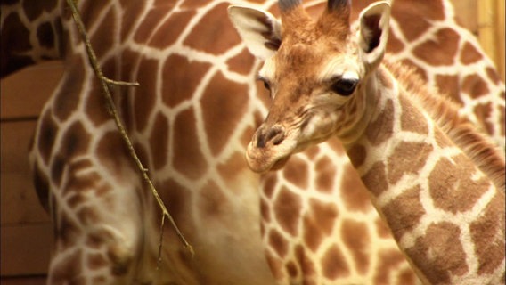 Giraffenkind Jabali steht neben einer großen Giraffe uns schaut in die Ferne. © NDR 