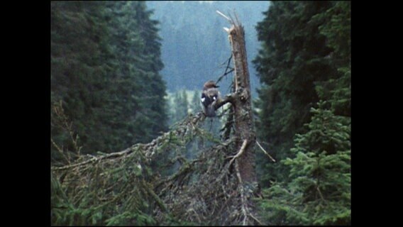 Ein Vogel sitzt auf einem Baum  