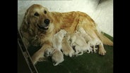 Eine Golden Retriever-Hündin und liegt mit ihren Welpen auf dem Boden.  