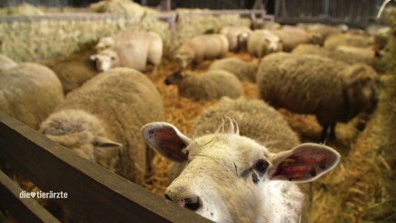 Mehrere Schafe in einem Schafstall © Screenshot 