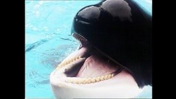 Nahaufnahme eines Orcas in Gefangenschaft  