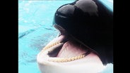 Nahaufnahme eines Orcas in Gefangenschaft  