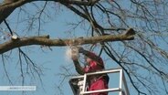 Ein Baumpfleger sägt an einem Baum.  