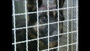 Ein Hund schaut durch die Gitter eines Zwingers.  