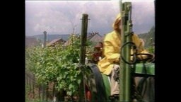 Ein Winzer fährt mit einem Traktor und versprüht Pestizide auf Rebstöcken.  