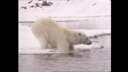 Ein Eisbär steht auf dem Eis und hält die vorderen Pfoten ins Wasser.  