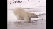 Ein Eisbär steht auf dem Eis und hält die vorderen Pfoten ins Wasser.  