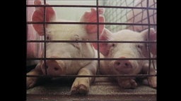 Zwei Schweine hinter einem Gitter  
