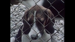 Ein Beagle sitzt hinter Gittern  