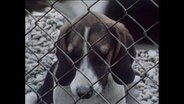 Ein Beagle sitzt hinter Gittern  