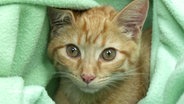 Der junge, rot-weiß getigerte Kater Filou schaut aus einer grünen Decke hervor.  