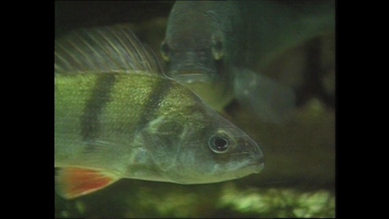 Zwei Fische schwimmen im Meer.  