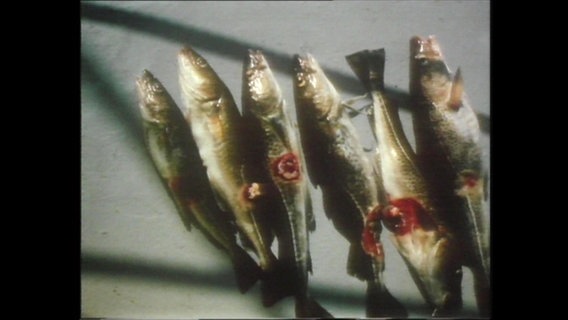 Sechs tote Fische mit Hautverletzungen liegen nebeneinander.  
