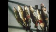 Sechs tote Fische mit Hautverletzungen liegen nebeneinander.  
