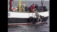 Eine Bürgerinitiative wirft Autoreifen von einem Boot aus in die Ostsee, an denen sich Muscheln ansiedeln sollen (Archivbild).  