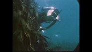 Unterwasseraufnahme eines Tauchers in der Nordsee (Archivbild).  