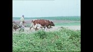 Ein Bauer arbeitet mit einer Kuh auf dem Feld (Archivbild).  