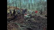 Einige Menschen holzen Bäume in einem Wald ab (Archivbild).  