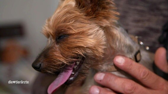 Ein Hund streckt seine Zunge heraus.  