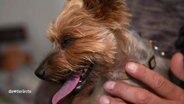 Ein Hund streckt seine Zunge heraus.  