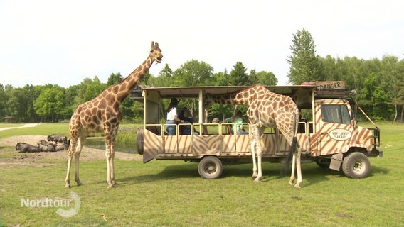 Zwei Giraffen im Serengeti-Park in Hodenhagen.  