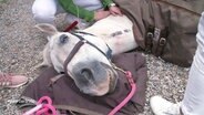 Ein Pferd liegt kollabiert auf dem Boden. © NDR 