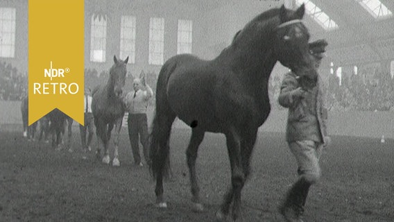 Trakehner werden in einer Reithalle dem Publikum vorgeführt (1963)  
