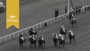 Pferde mit Jockeys bei einem Galopprennen 1965  