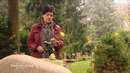 Eine Frau legt eine Rose auf ein Grab  