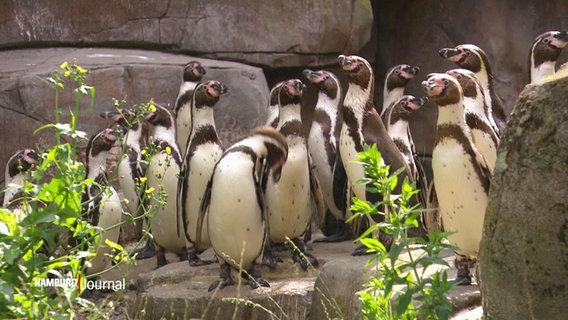 Blick auf eine Gruppe von Pinguinen. © NDR 
