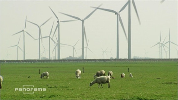 Schafe auf einer Wiese vor Windrädern  