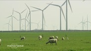 Schafe auf einer Wiese vor Windrädern  