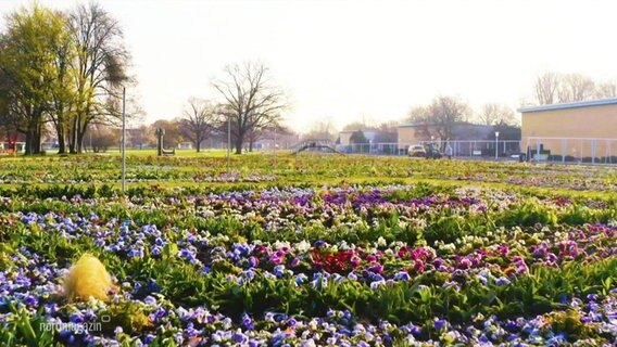 Ein Bild der letzten BUGA in Rostock.  
