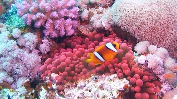 Ein Fisch schwimmt in einem Korallenriff.  
